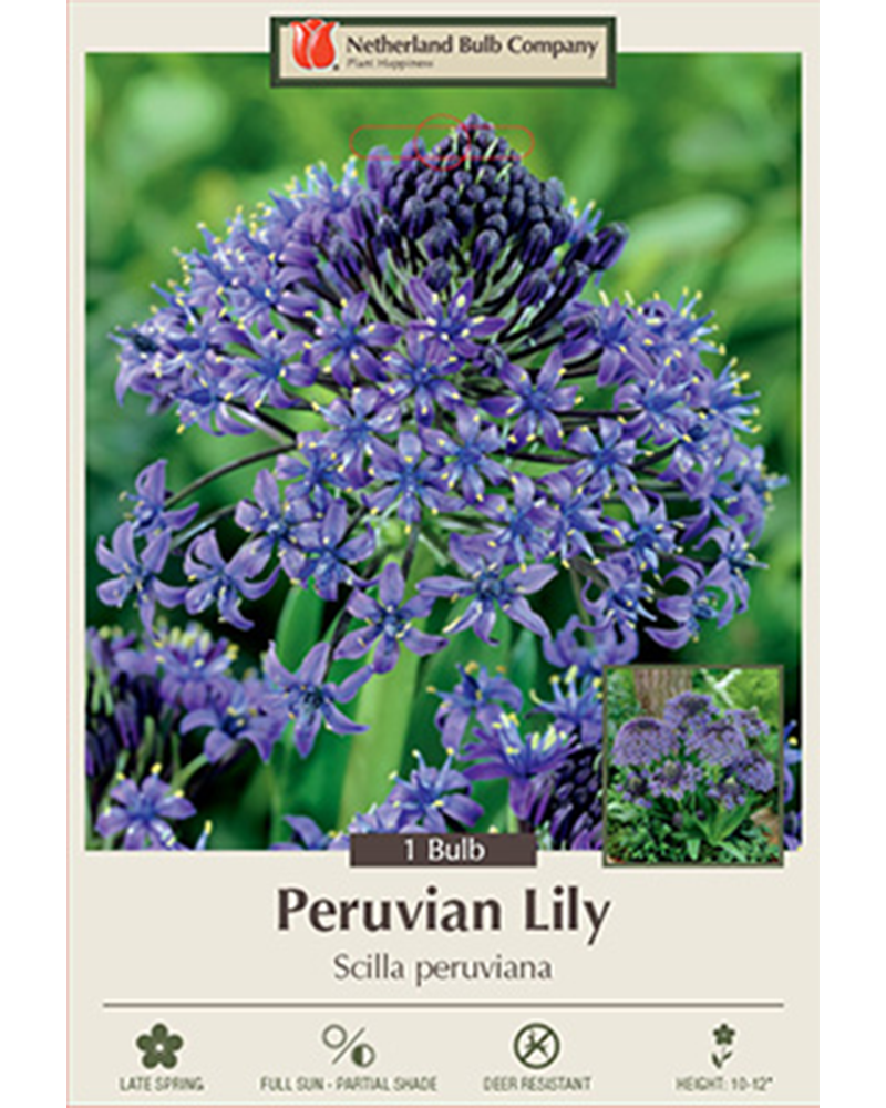 Scilla Peruvian Lily