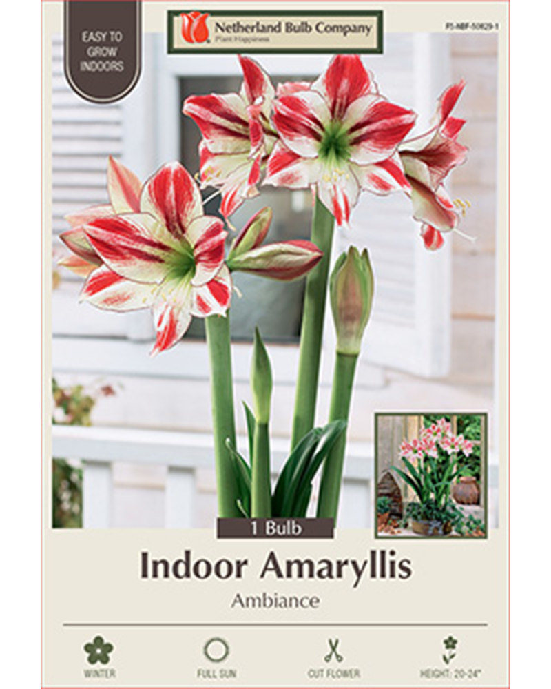 Amaryllis Ambiance