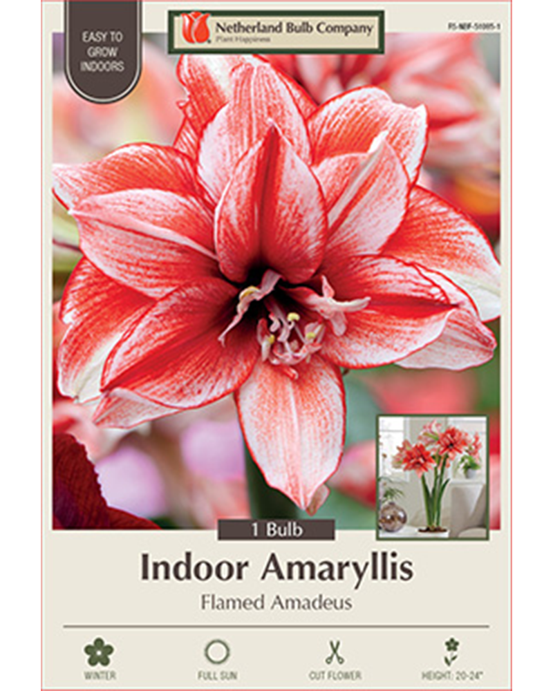 Amaryllis Flamed Amadeus