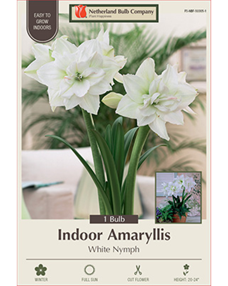 Amaryllis White Nymph