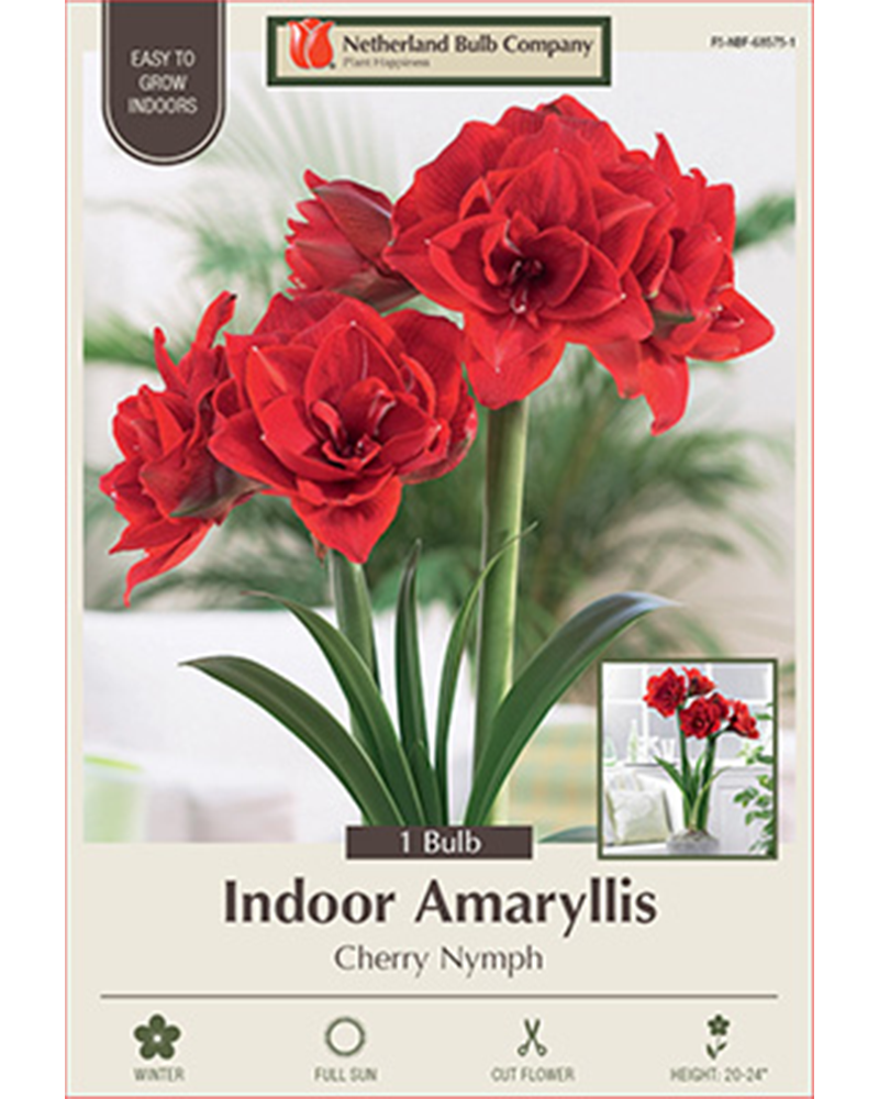 Amaryllis Cherry Nymph