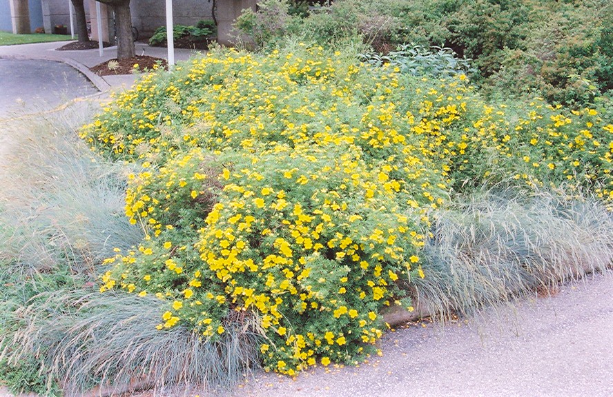 Goldfinger Potentilla #5<br><i>Potentilla fruticosa Goldfinger</br></i>