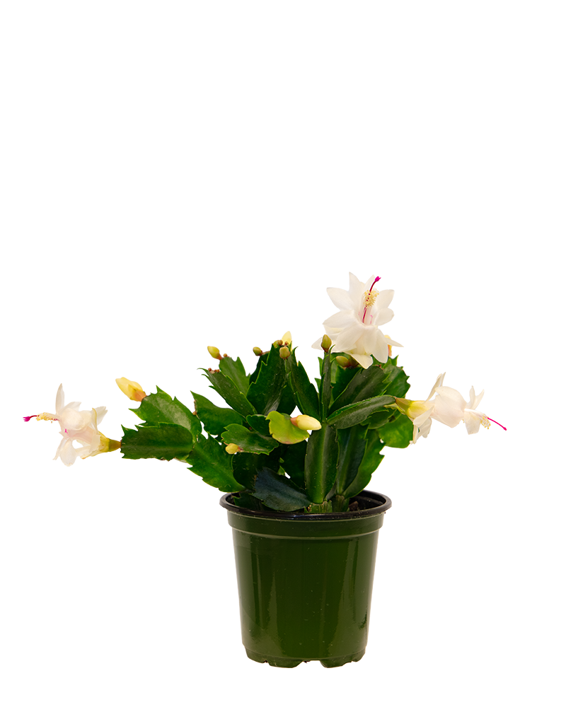 Holiday Cactus Choose Color 4"