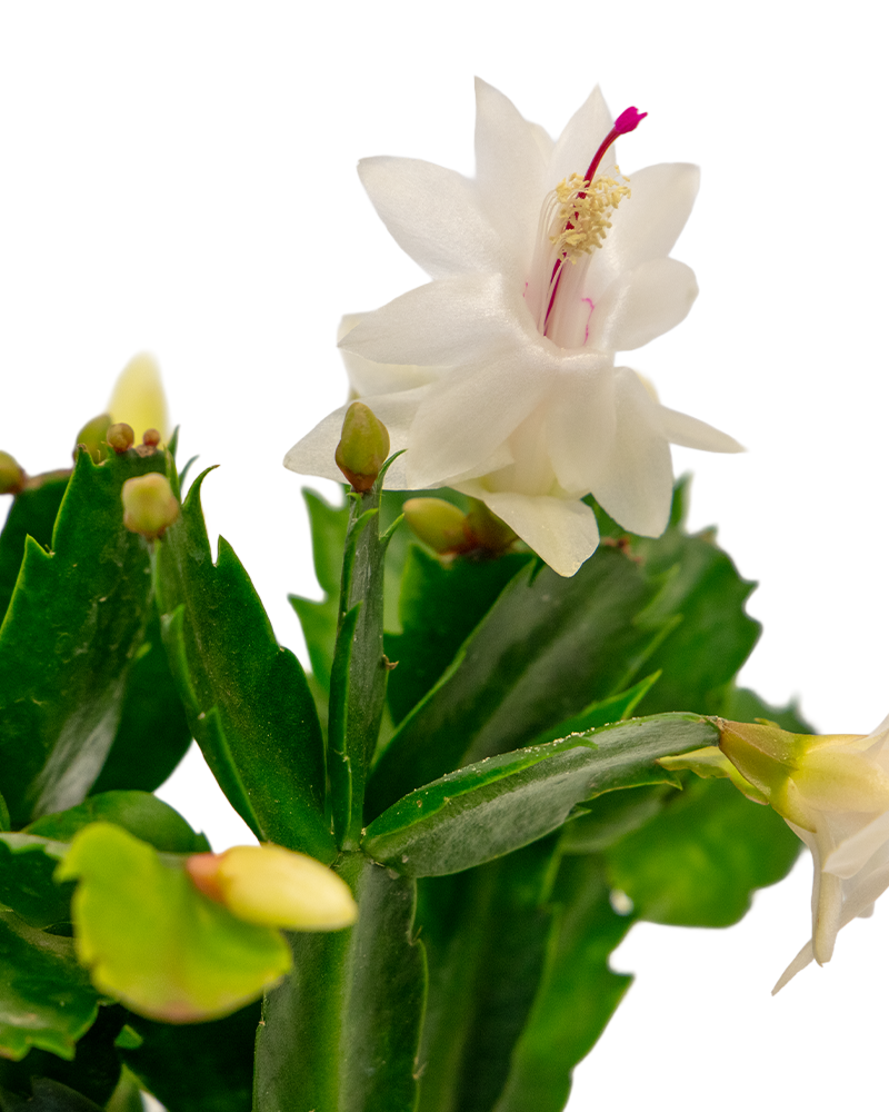 Holiday Cactus Choose Color 4\"