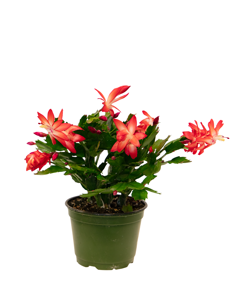 Holiday Cactus Choose Color 6"