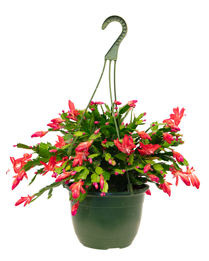 Holiday Cactus Pink 8"