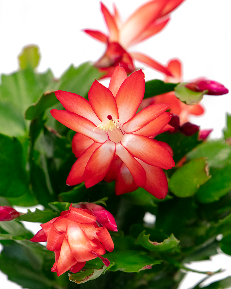 Holiday Cactus Choose Color 6\"