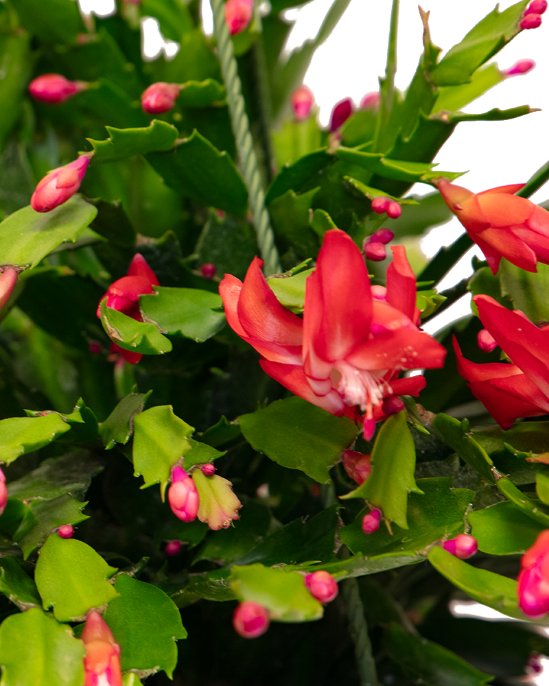 Holiday Cactus Pink 8\"