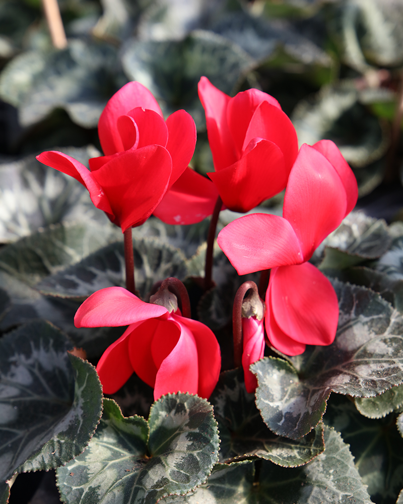 Cyclamen Success Bright Red 4"