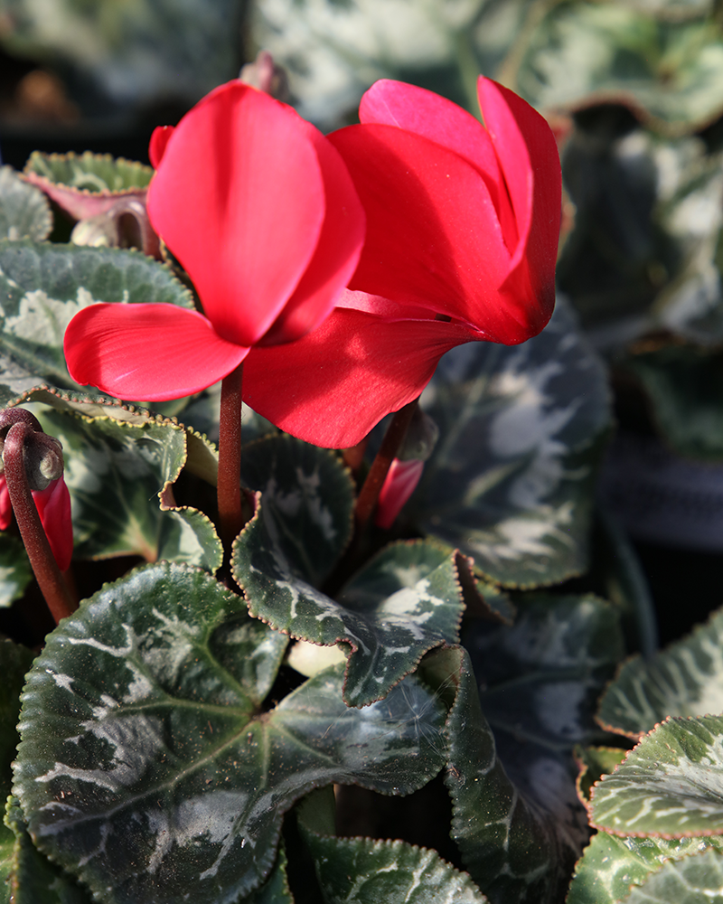 Cyclamen Success Bright Red 6"