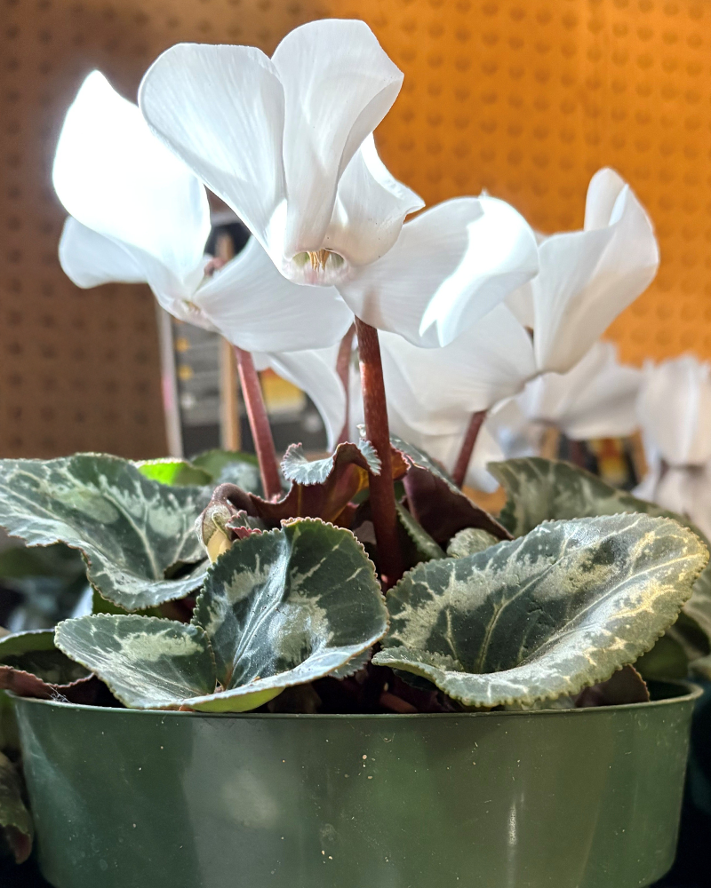 Cyclamen Latinia Pure White 6"