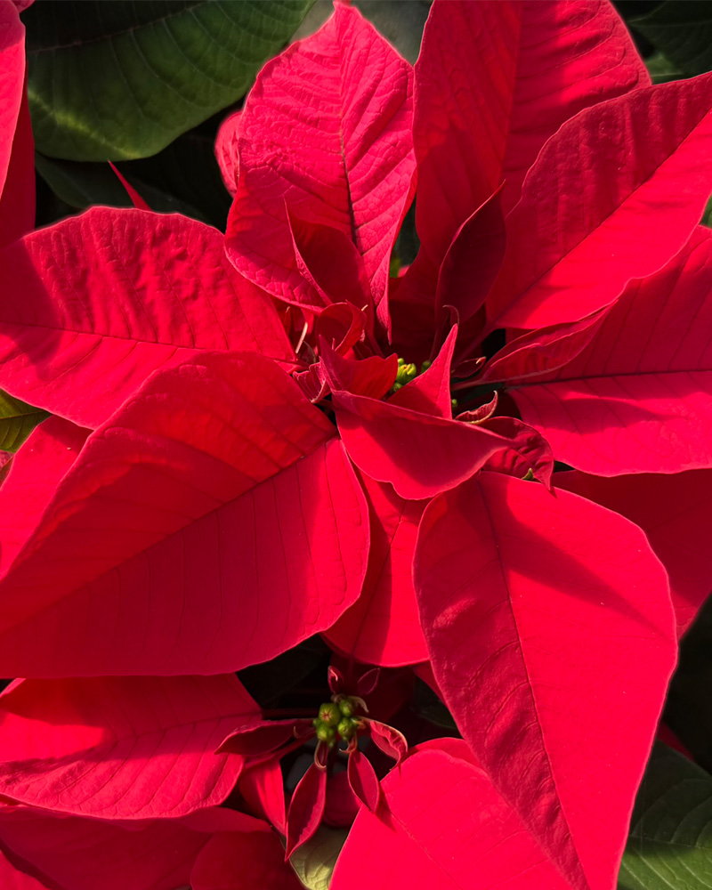 Poinsettia Premium Early Red 4.5"