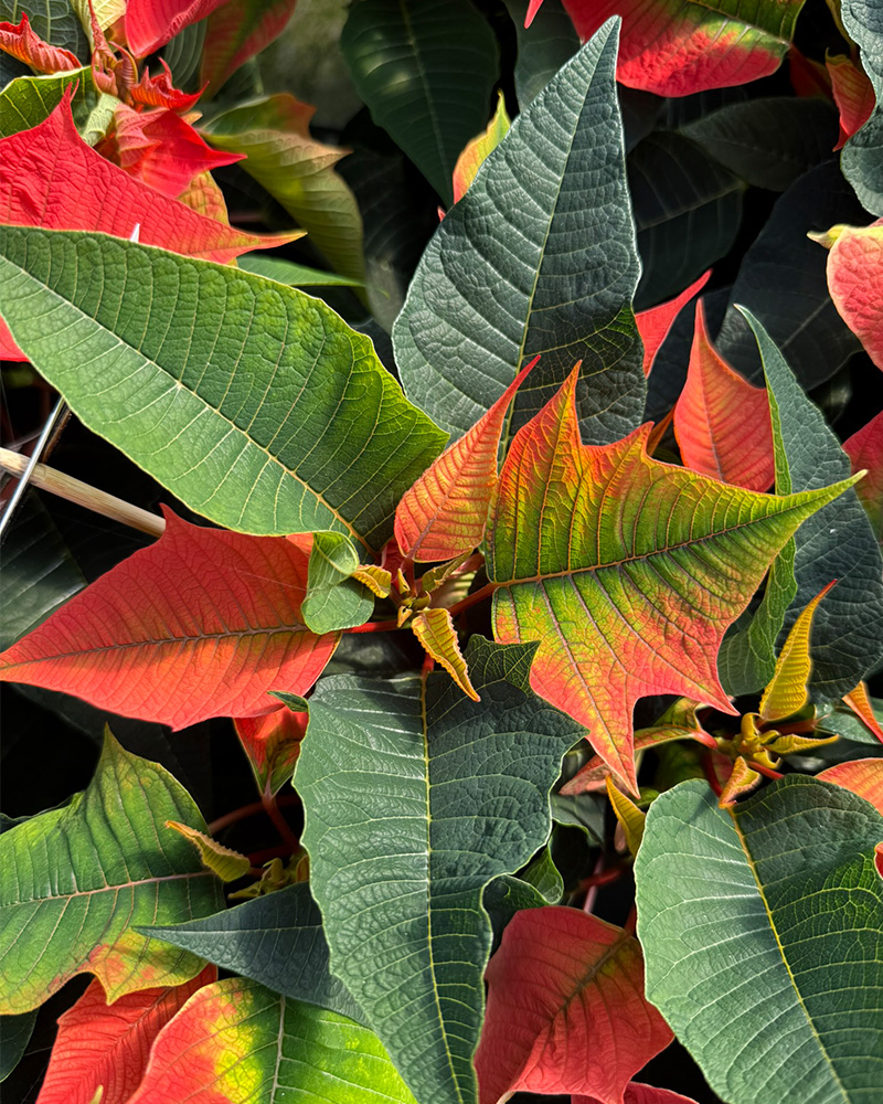 Poinsettia Norwin Orange 6"