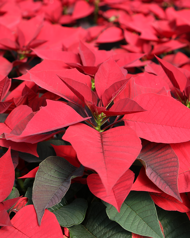 Poinsettia Rapid Red 4.5"