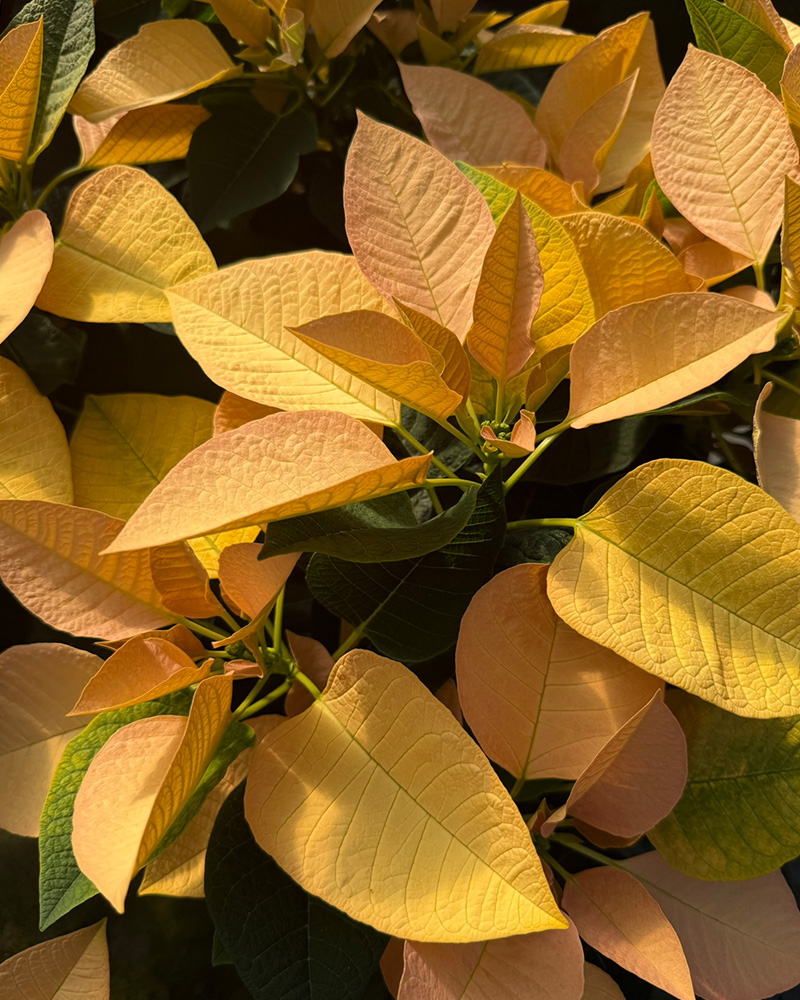 Poinsettia Autumn Leaves 6"