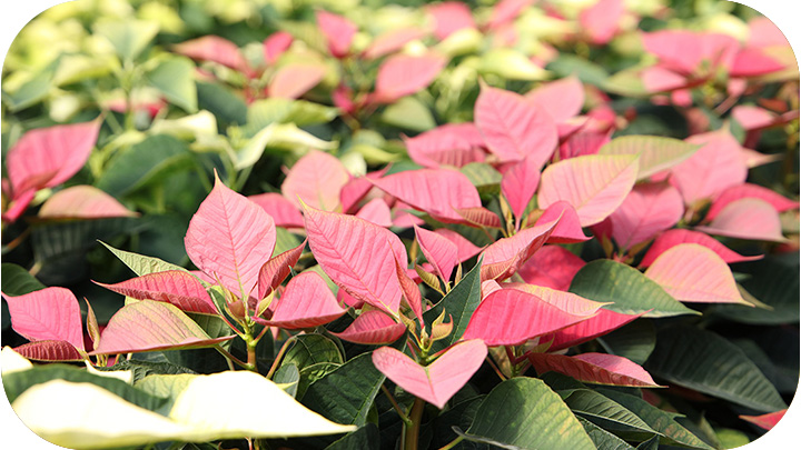 Poinsettias