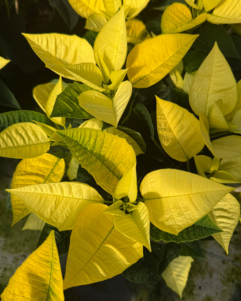 Poinsettia Golden Glo 6"