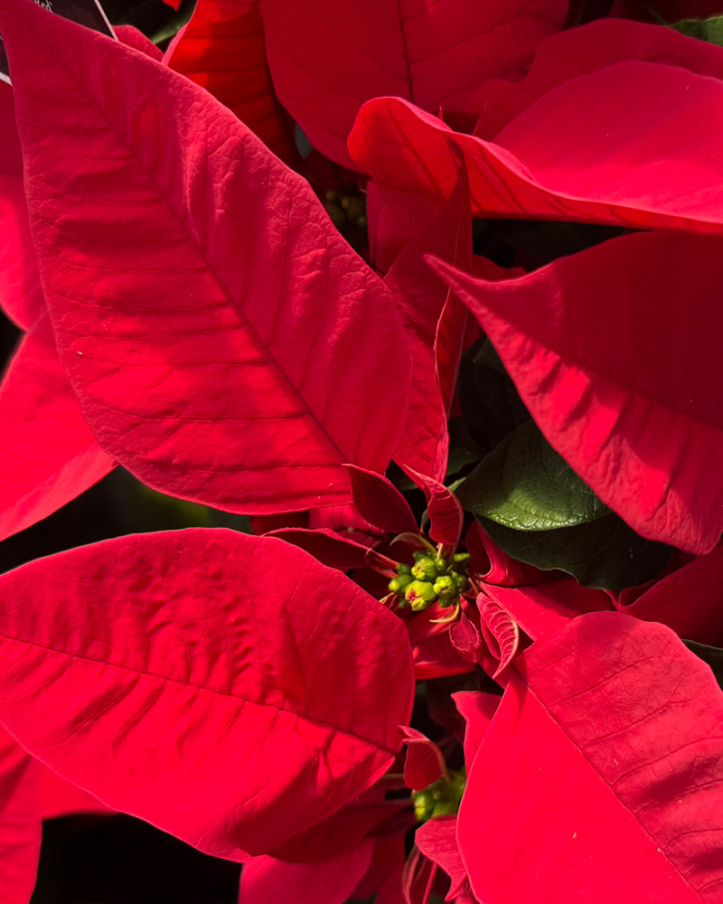 Poinsettia Premium Early Red 6"