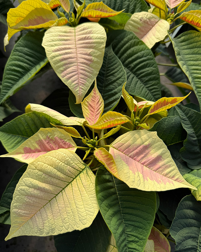 Poinsettia Early Elegance Marble 6"