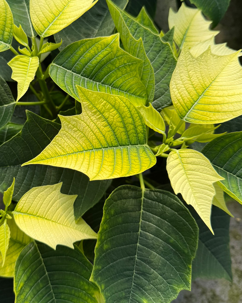 Poinsettia Alaska White 4.5"