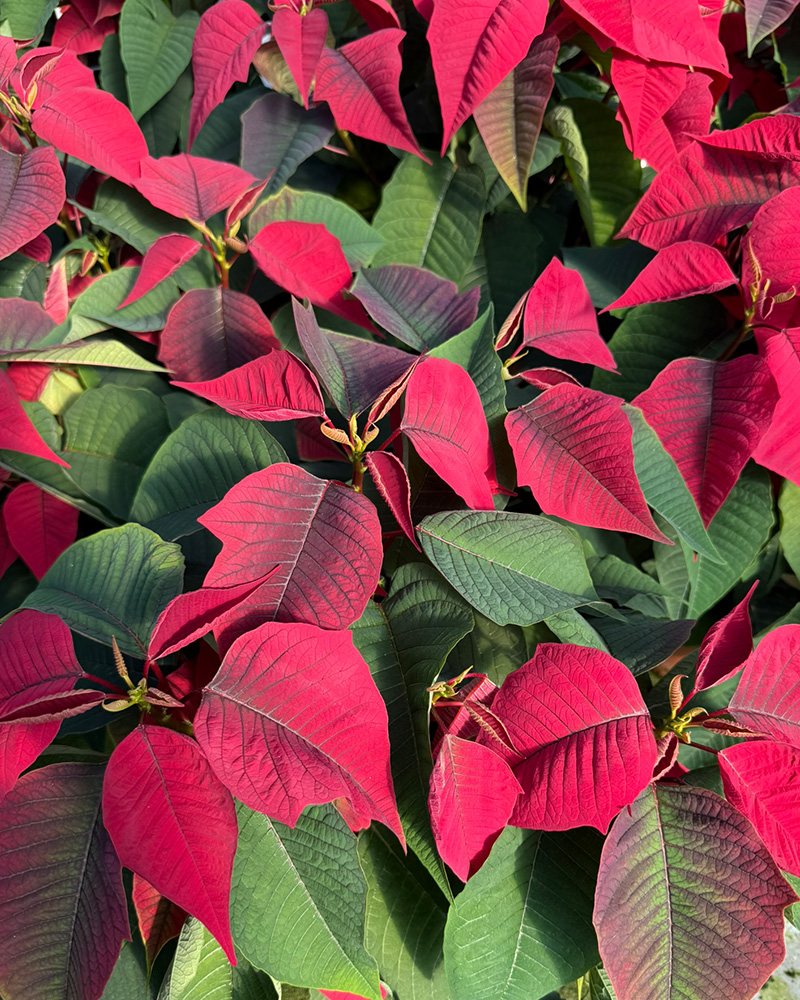 Poinsettia Christmas Spirit 10"