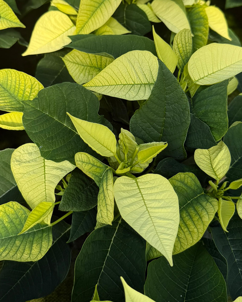 Poinsettia Premium Polar 4.5"