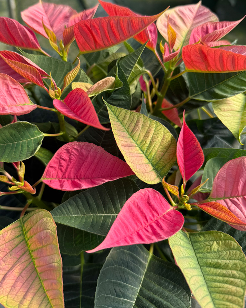 Poinsettia Freya Pink 6"