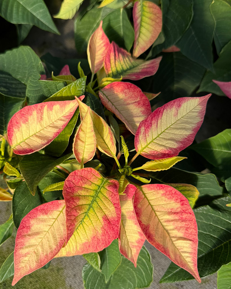 Poinsettia Premium Ice 4.5"