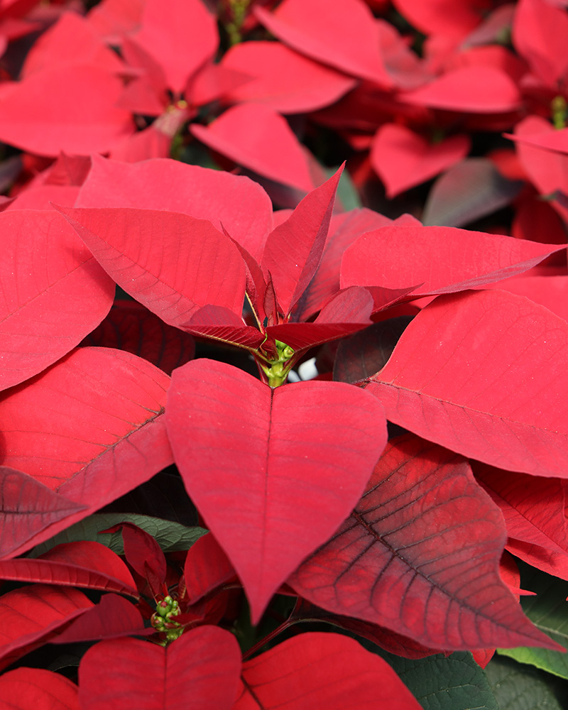 Poinsettia Rapid Red 6"