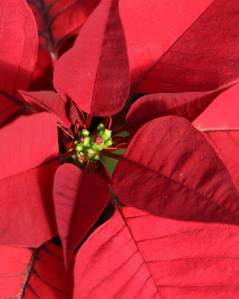 Poinsettia Rapid Red 8"