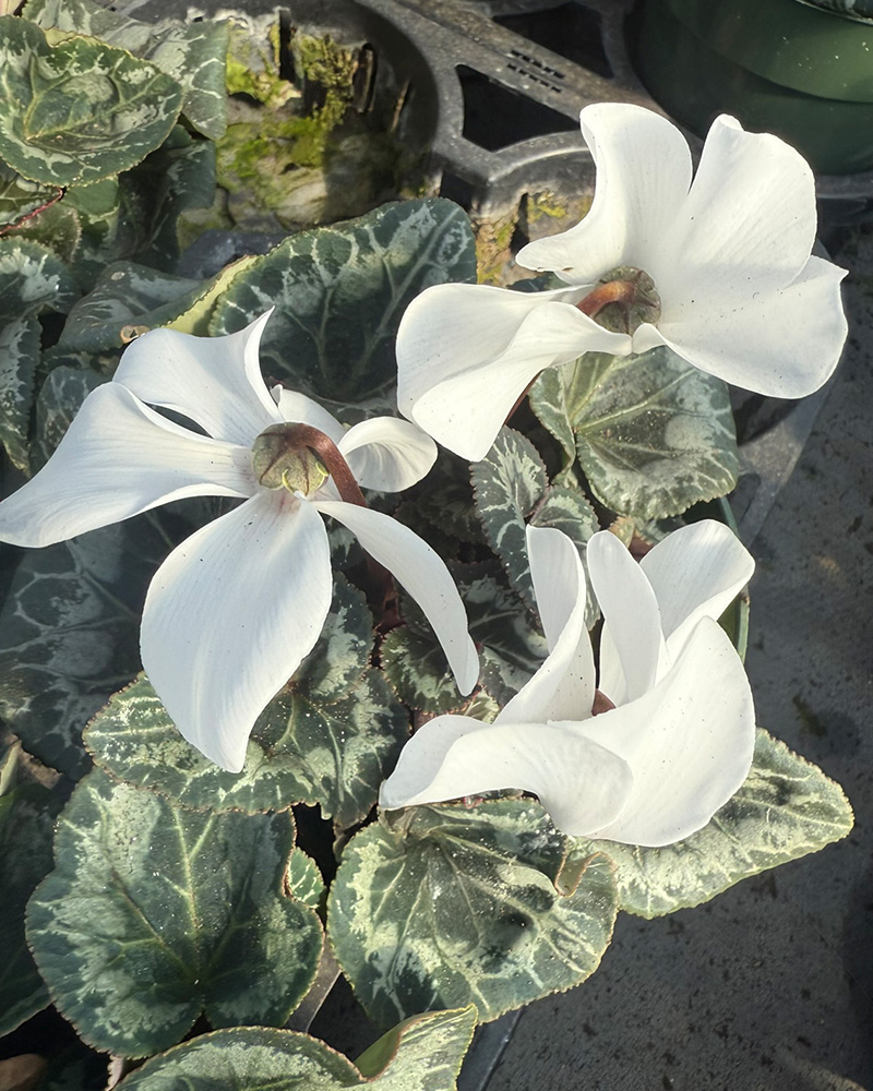 Cyclamen Latinia Pure White 4"