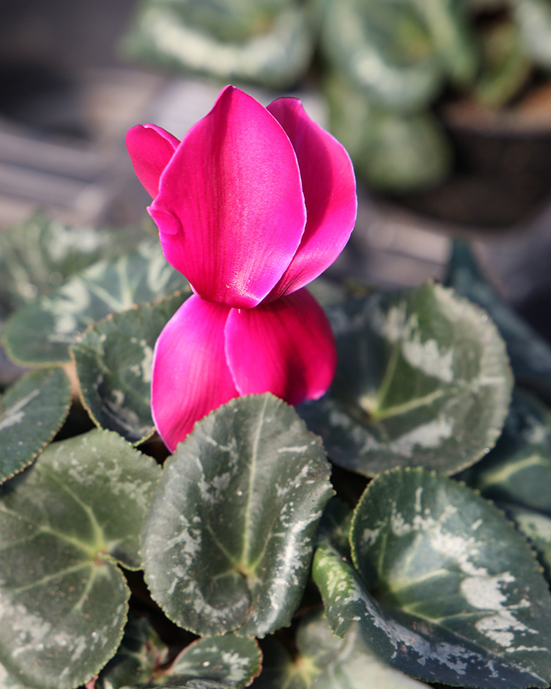 Cyclamen Success Rose 4"