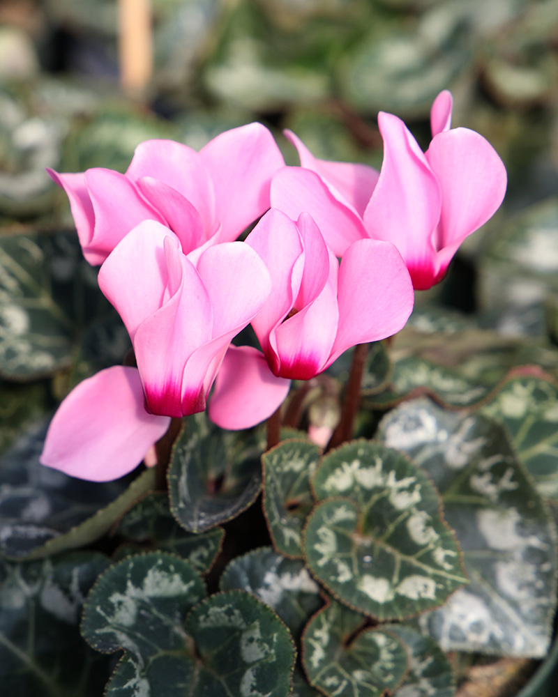Cyclamen Success Pink Light Eye 6"