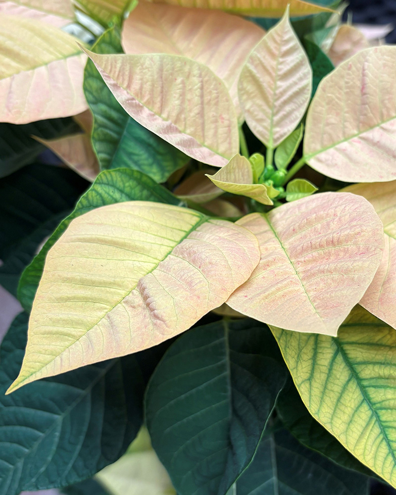 Poinsettia Beauty Cinnamon 4.5"