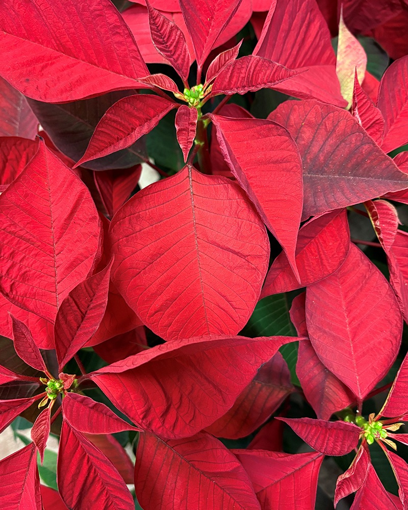 Poinsettia Imperial Red 8"