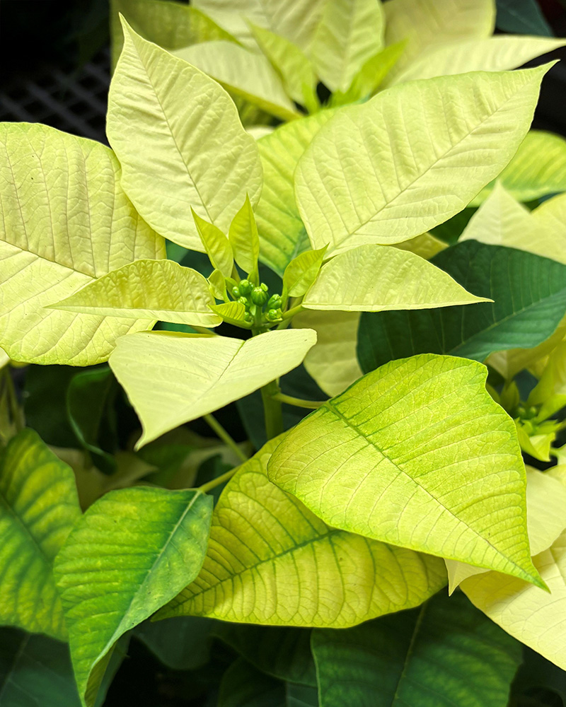 Poinsettia Freya White 8"