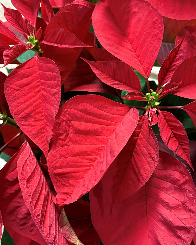 Poinsettia Greetings Red 8"