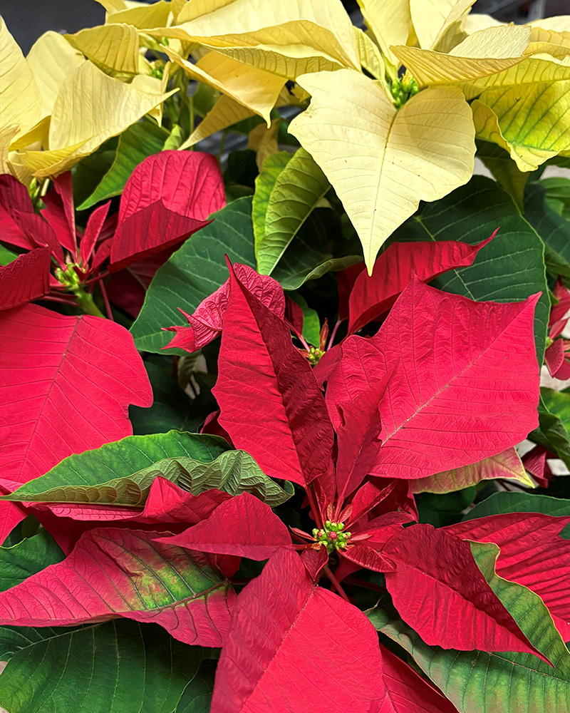 Poinsettia Enduring White & Red Combo 8"
