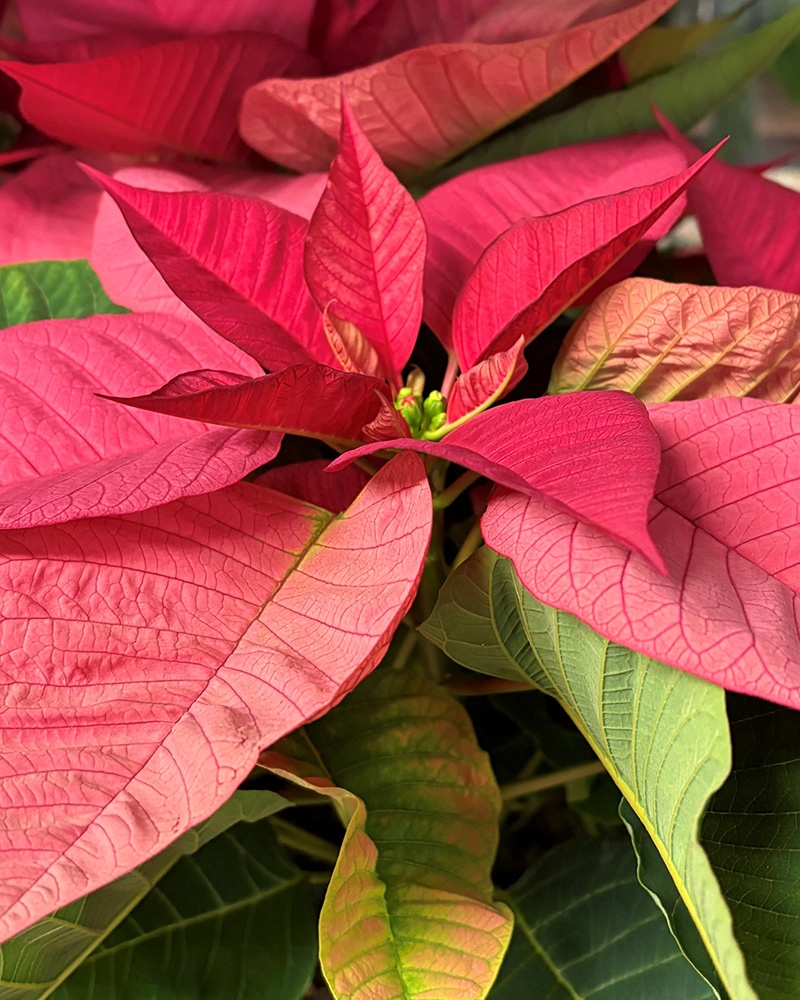 Poinsettia Freya Pink 8"