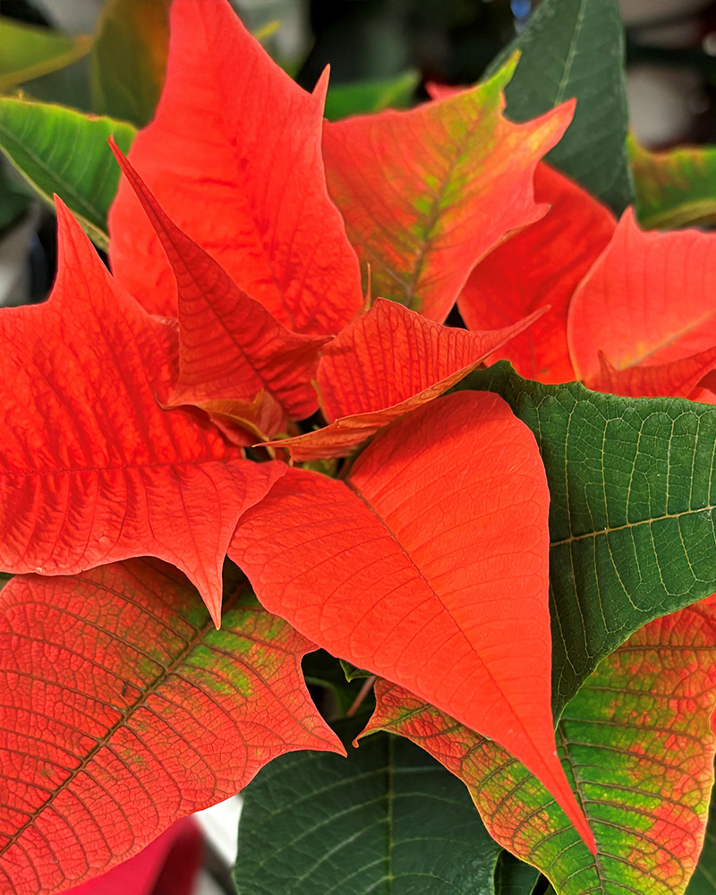 Poinsettia Norwin Orange 6"