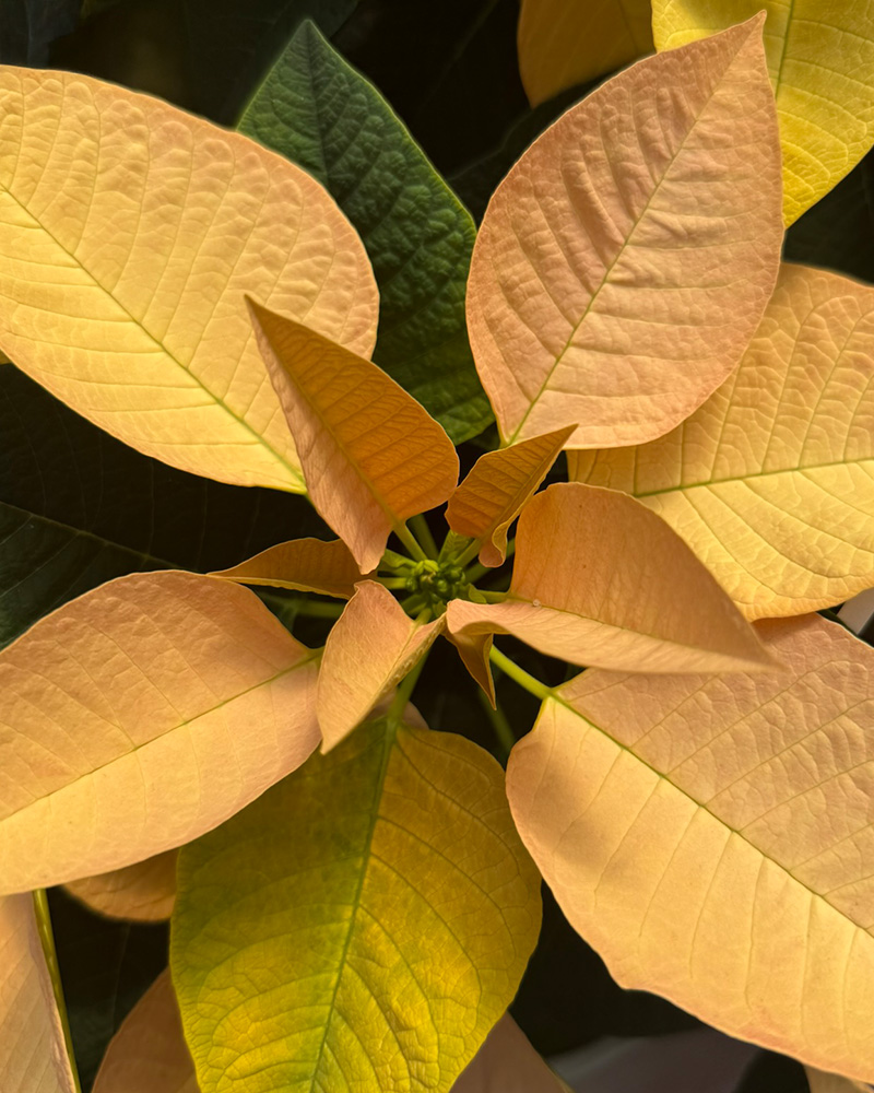 Poinsettia Autumn Leaves 4.5"