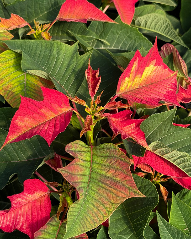 Poinsettia Ice Punch 8"
