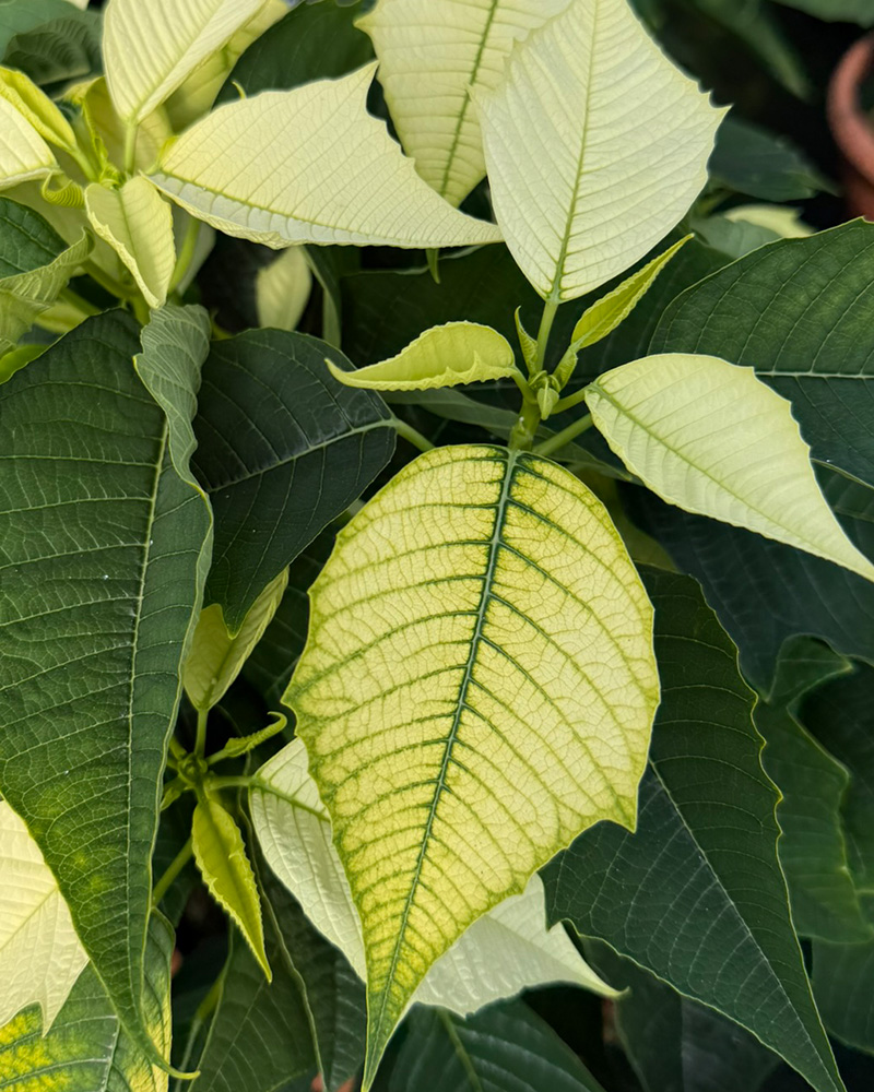 Poinsettia Brilliant White 10"