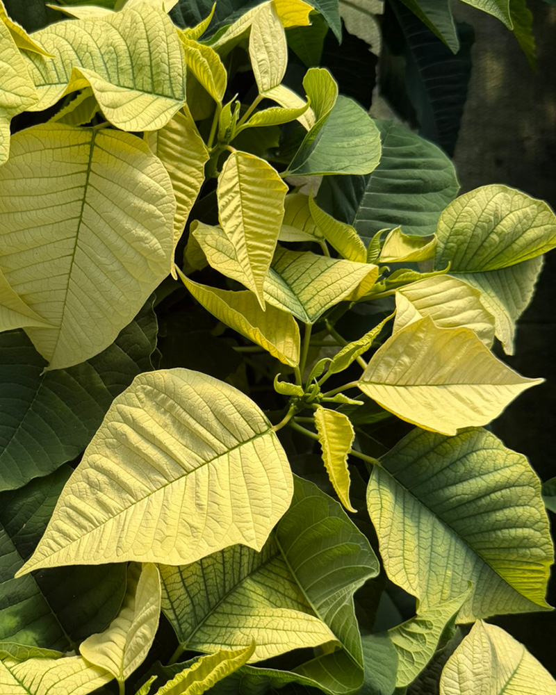Poinsettia Early Elegance White 4.5"