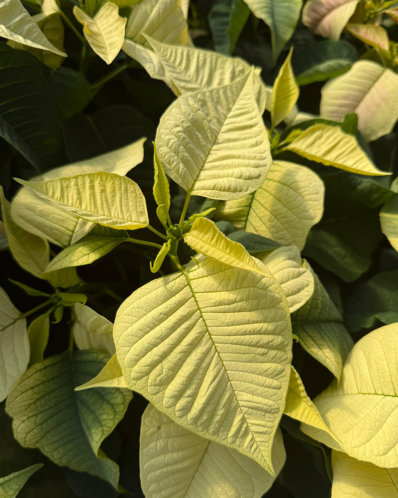 Poinsettia Early Elegance White 6"