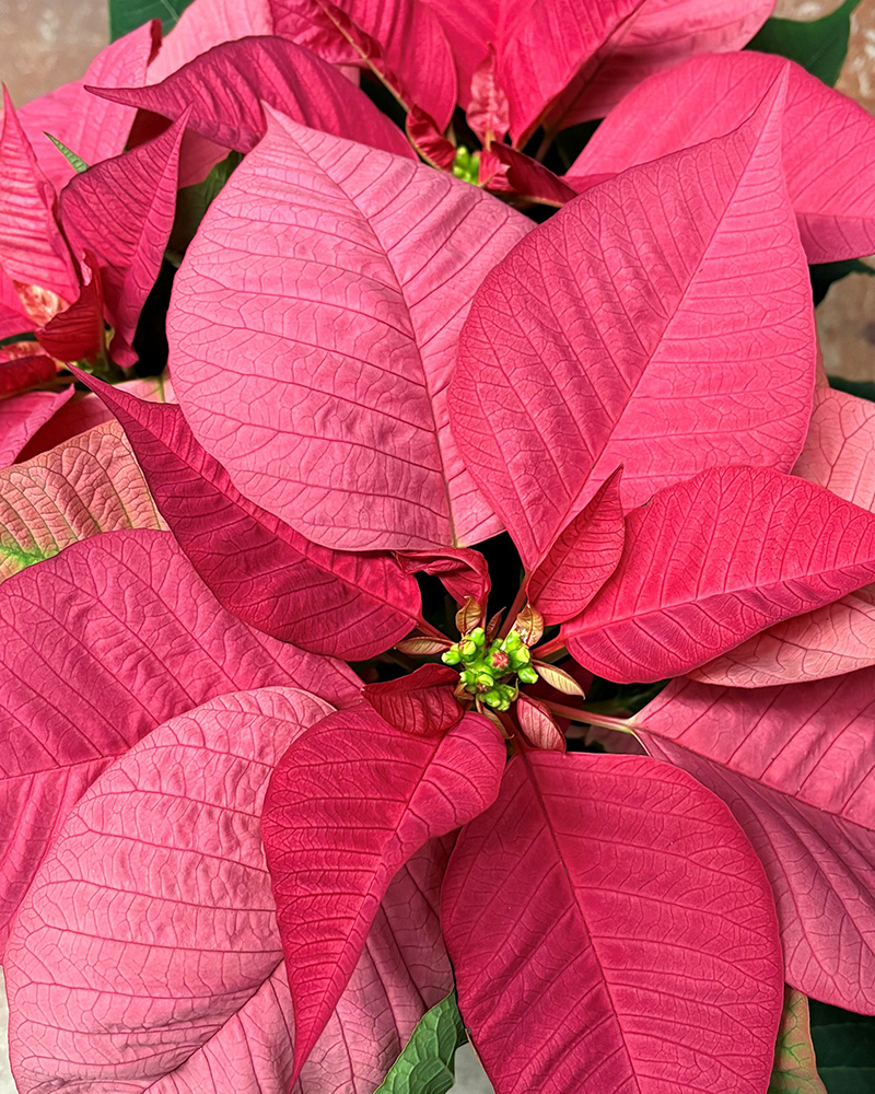 Poinsettia Fabyoulus Pink 8"