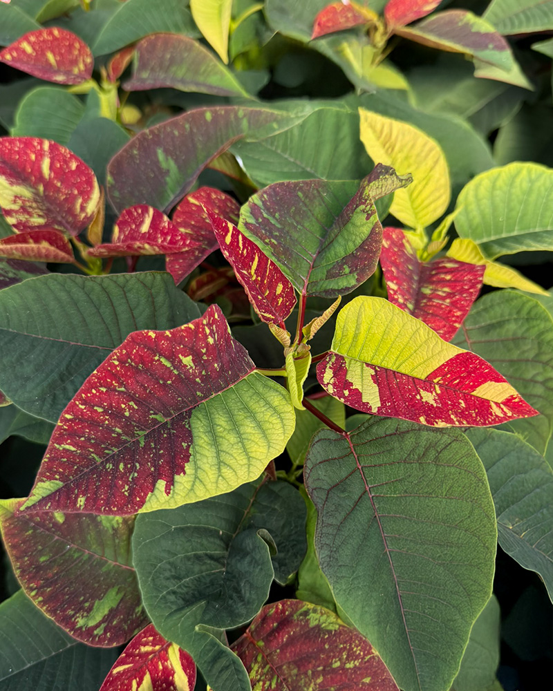 Poinsettia Superba New Glitter 8"