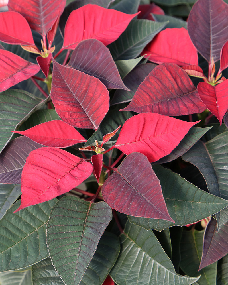 Poinsettia Freya Red 6"