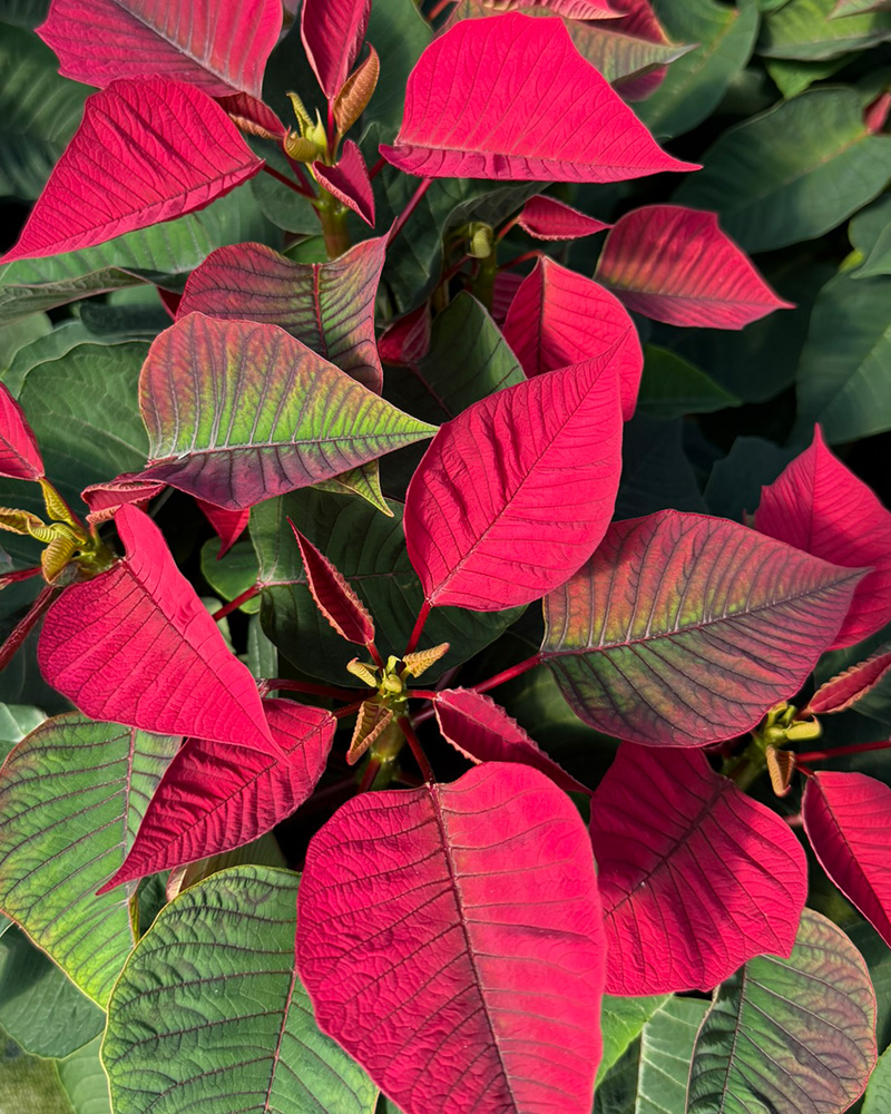 Poinsettia Christmas Aurora Red 10"