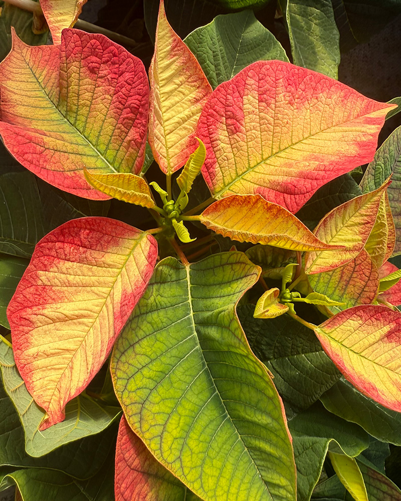 Poinsettia Tidings Dark Pink 6"